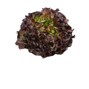 SALADE FEUILLE DE CHENE ROUGE