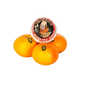 MANDARINE LA SOCULENTE