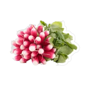 RADIS ROSE BOTTE