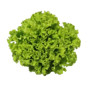 SALADE BATAVIA
