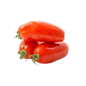 TOMATE ALLONGEE LATINE TORINO