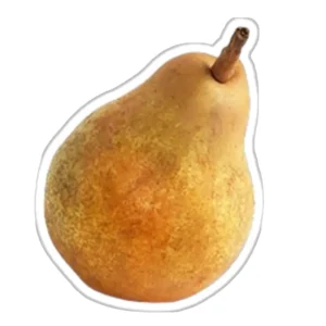 POIRE DOYENNE DU COMICE DU LOIRET GROS CALIBRE